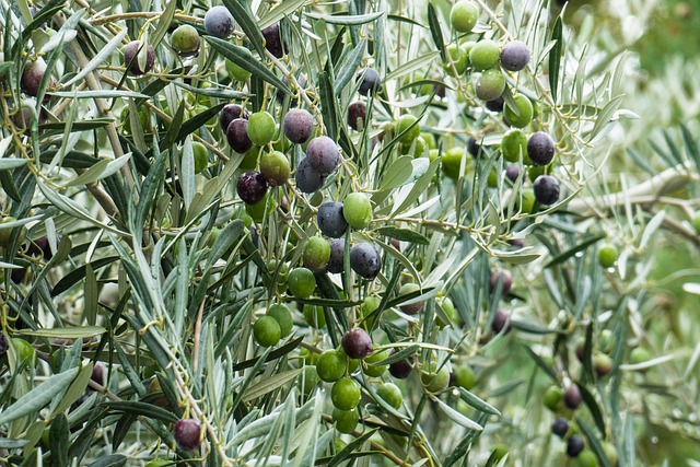 Olivier avec des olives
